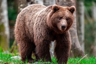 Smáli se, jak vypadá. Proti medvědům pomáhá Japoncům robotický vlk - Seznam Zprávy